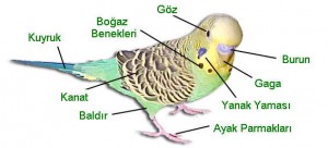 Muhabbet Kuşu İngilizce